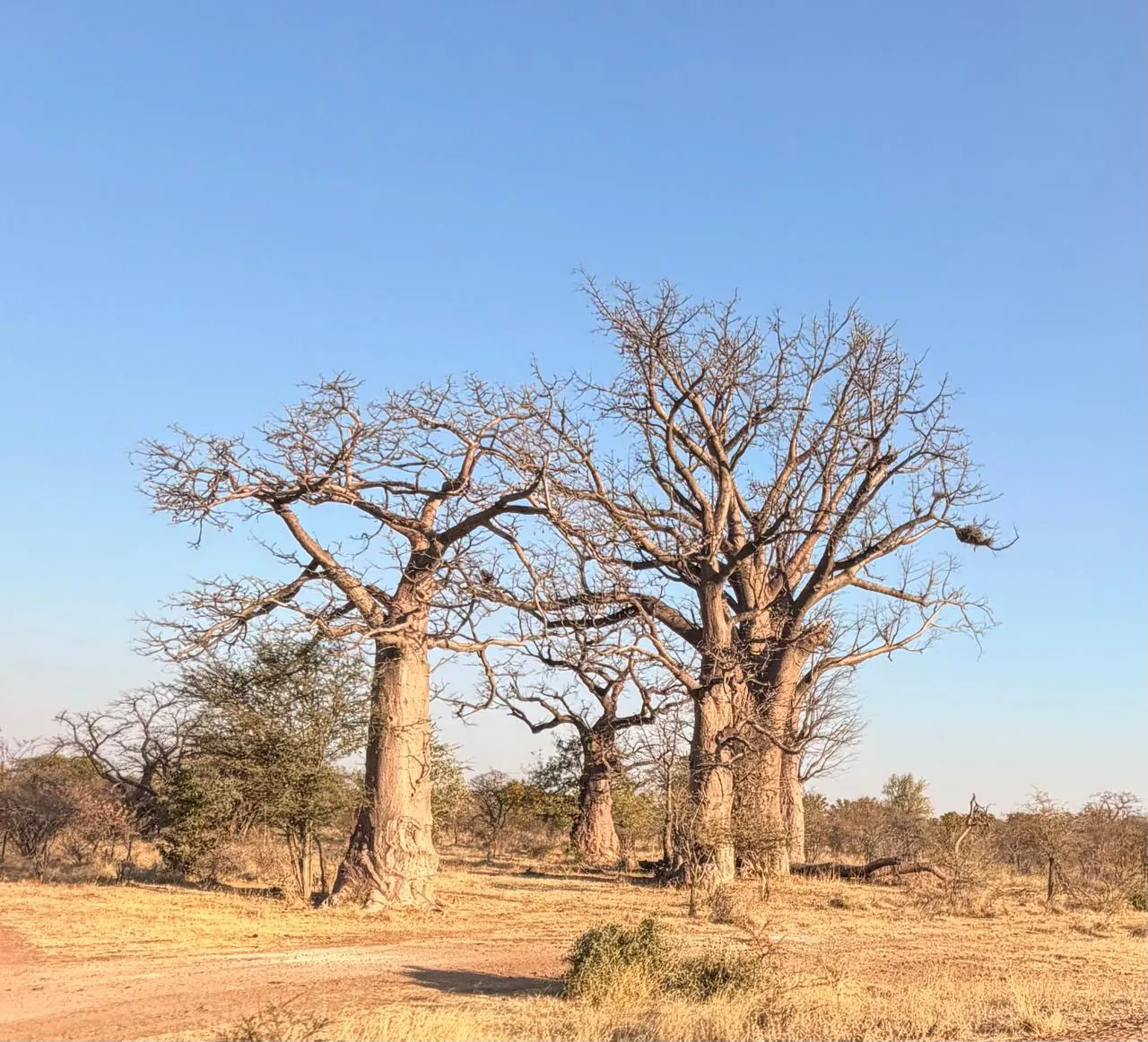Ancient baobabs standing in the open Angolan veld