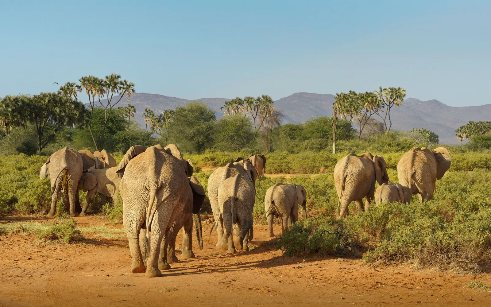 A breeding herd of elephant moving off through the green scrub