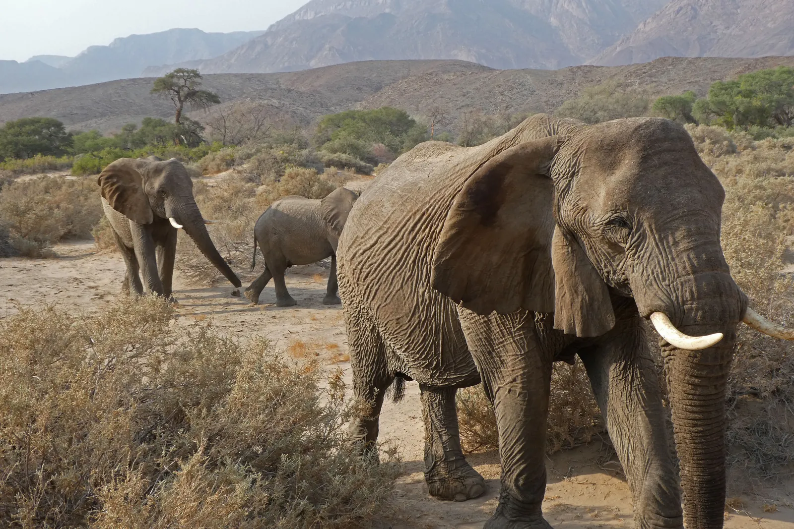 Desert elephant, a calf among them, feeding along a dry riverbed