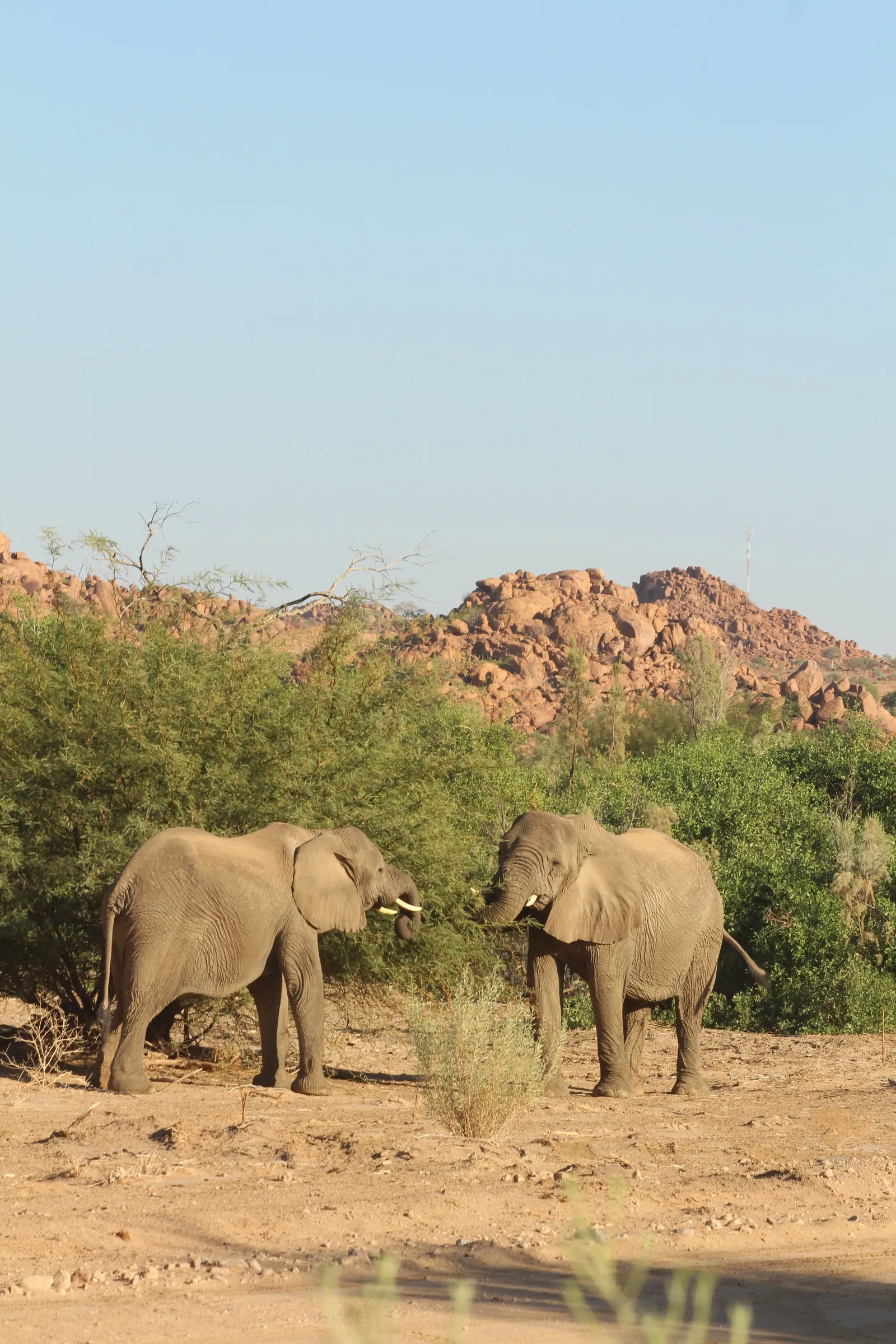 Two desert elephant browsing beneath a granite koppie
