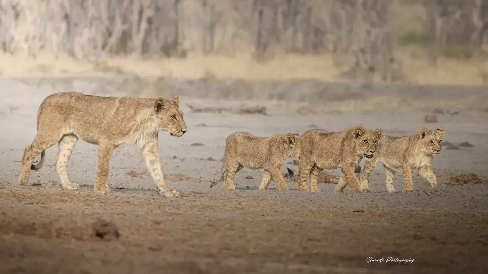 A lioness leads her cubs across the plain
