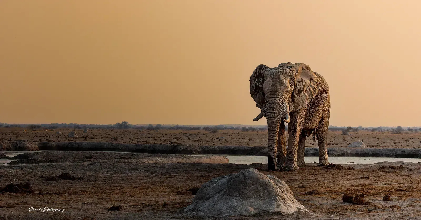 A lone elephant bull at the waterhole at sundown