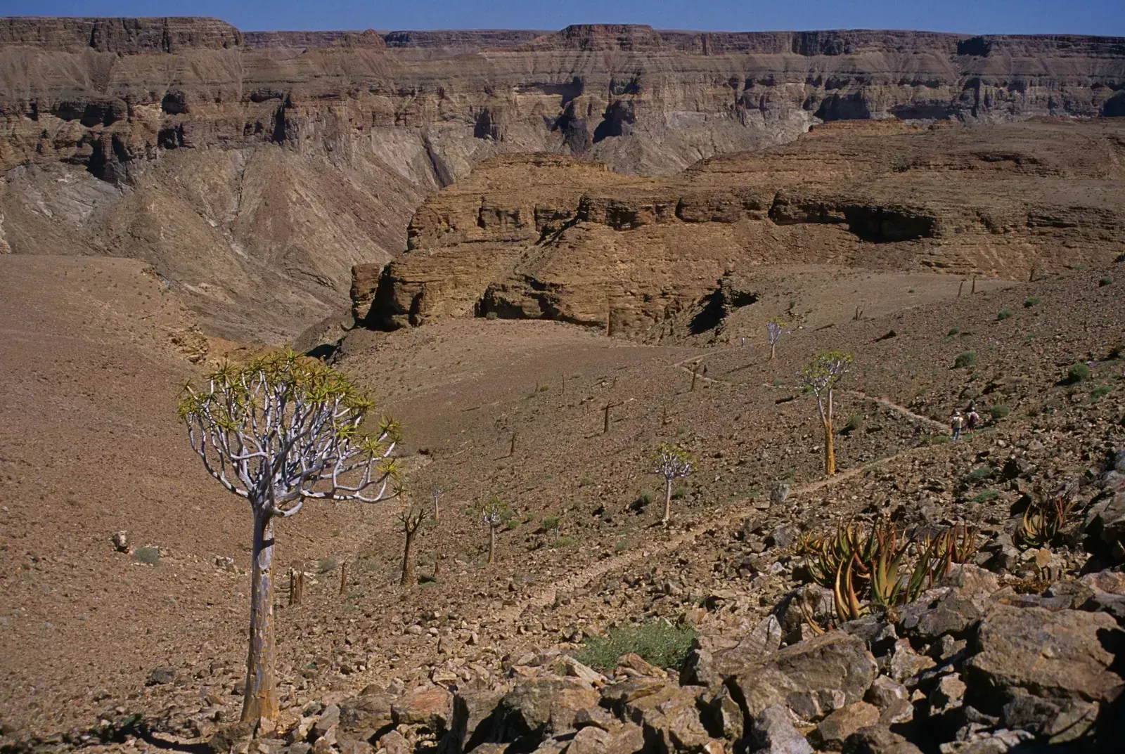 A quiver tree marks the trailhead into Africa's largest canyon
