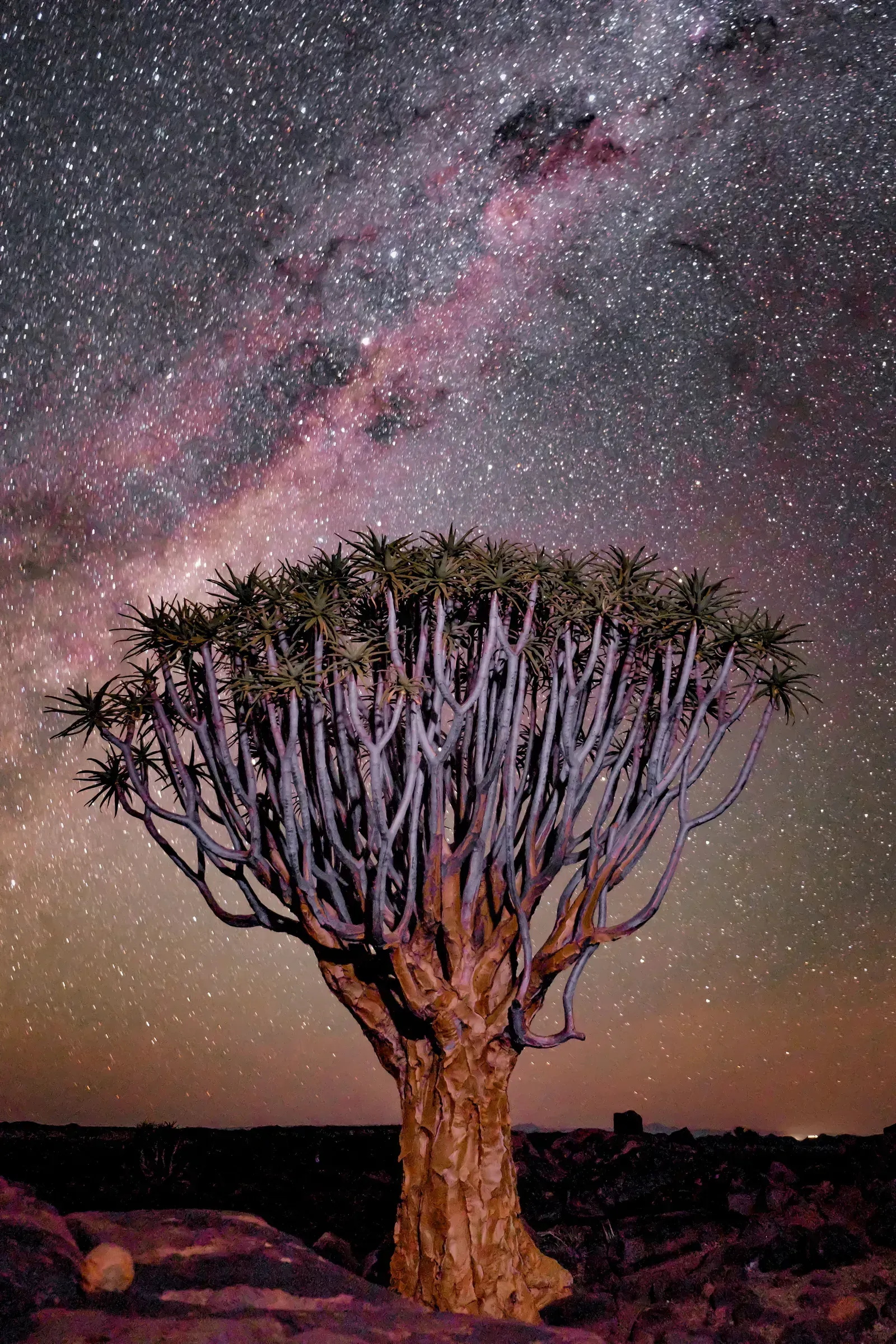 The Milky Way blazes above a lone quiver tree at night