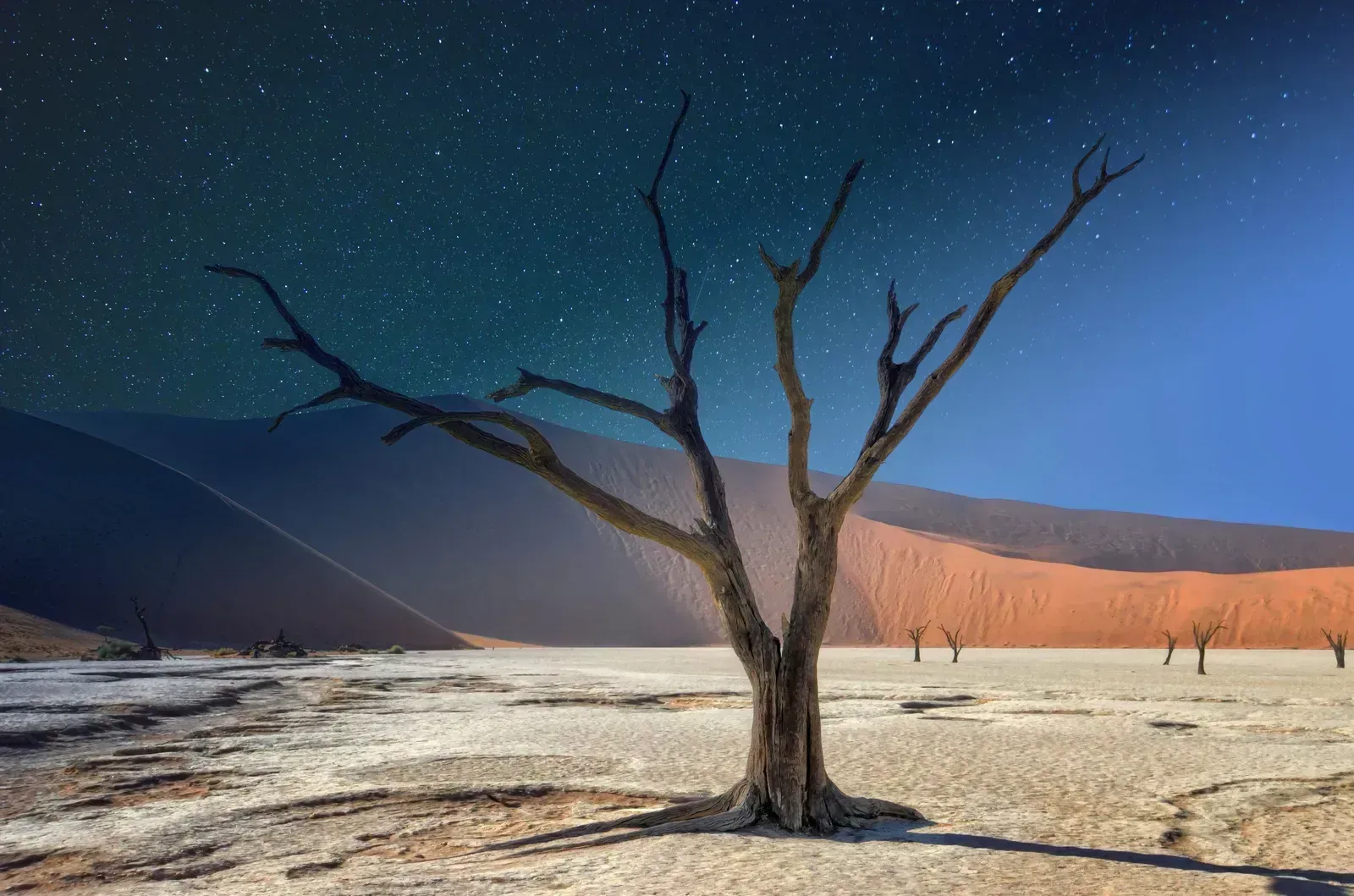 A dead tree under a blaze of desert stars