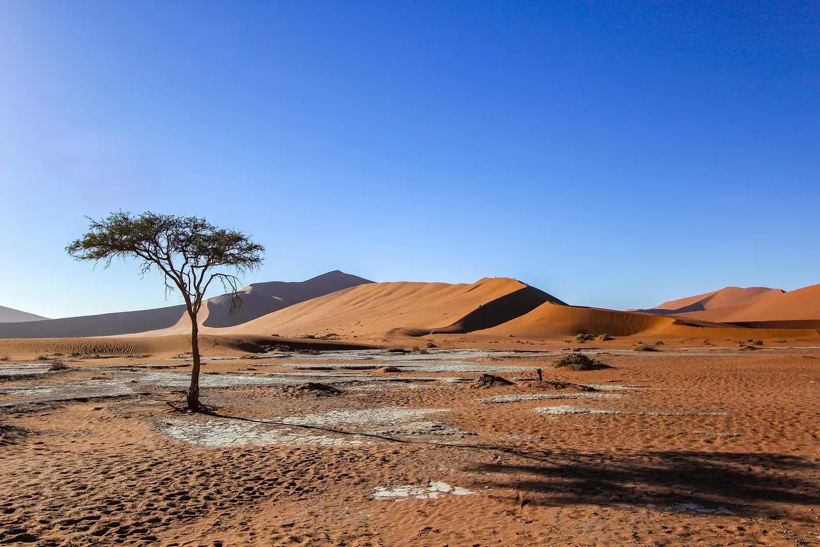A lone tree on the cracked clay pan below the red dunes
