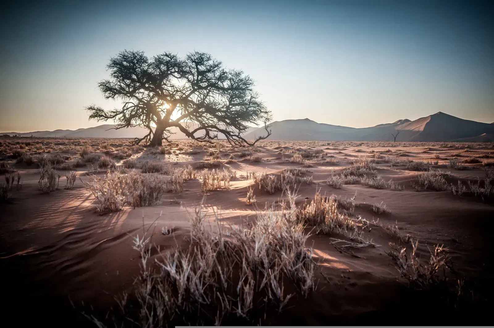 Dawn light bursts through an old camelthorn on the desert plain