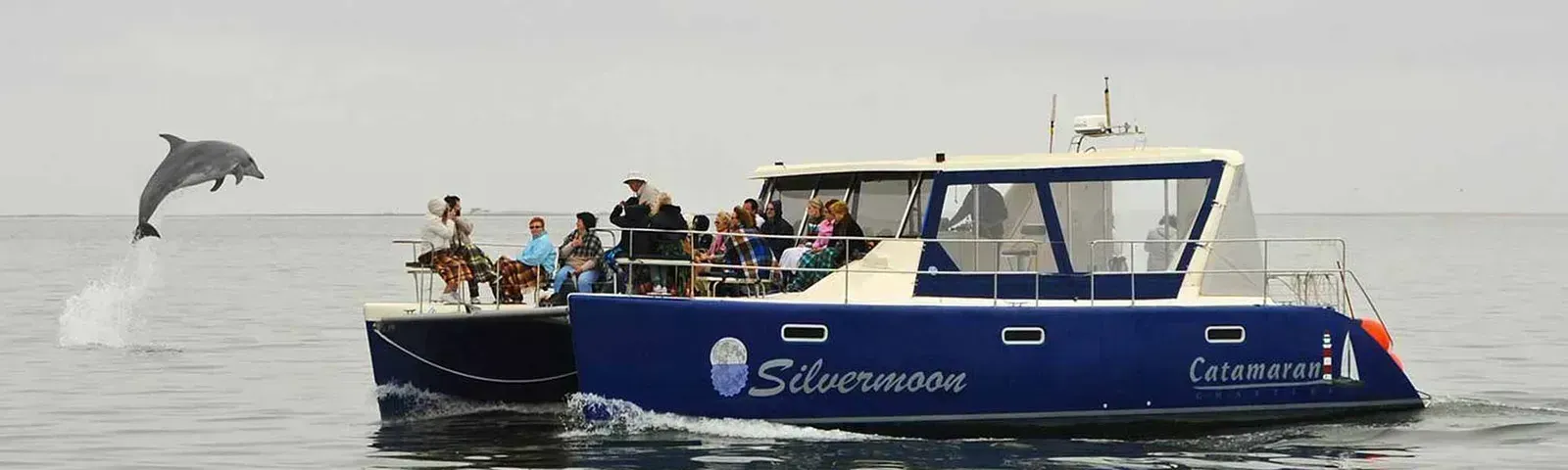 Dolphins escort a catamaran cruise along the coast