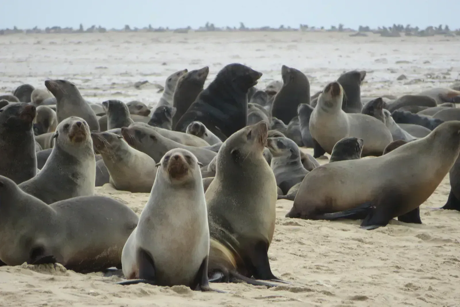 A Cape fur seal colony crowds the desert shoreline